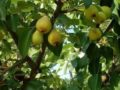 Najranija kruška, neobična trešnja, papežova marelica…