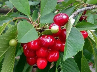 Najranija kruška, neobična trešnja, papežova marelica…