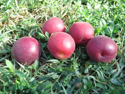 Najranija kruška, neobična trešnja, papežova marelica…