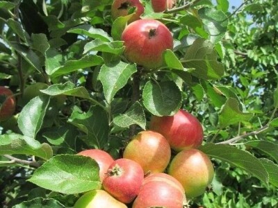 Najranija kruška, neobična trešnja, papežova marelica…