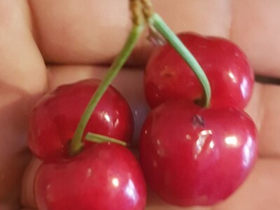 Najranija kruška, neobična trešnja, papežova marelica…