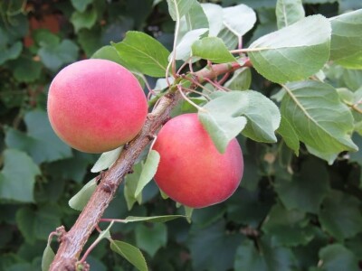 Najranija kruška, neobična trešnja, papežova marelica…