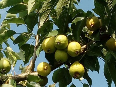 Najranija kruška, neobična trešnja, papežova marelica…