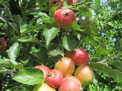 Najranija kruška, neobična trešnja, papežova marelica…