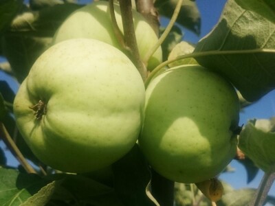 Najranija kruška, neobična trešnja, papežova marelica…