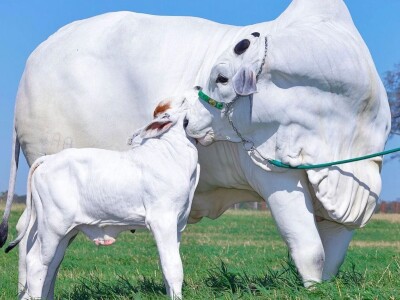 Najskuplja krava na svijetu - Nelore rasa Najskuplja krava na svijetu - Nelore rasa