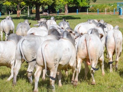 Najskuplja krava na svijetu - Nelore rasa