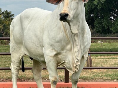 Najskuplja krava na svijetu - Nelore rasa