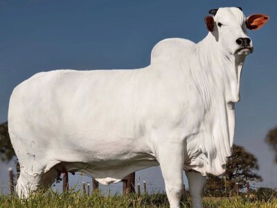 Najskuplja krava na svijetu - Nelore rasa