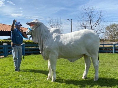 Najskuplja krava na svijetu - Nelore rasa