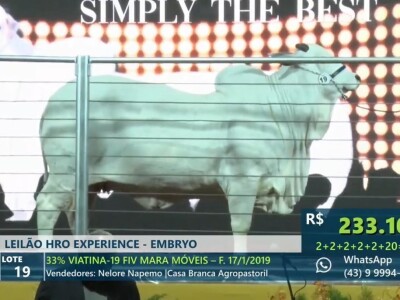 Najskuplja krava na svijetu - Nelore rasa