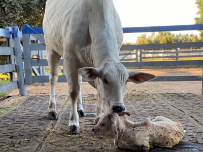 Najskuplja krava na svijetu - Nelore rasa Najskuplja krava na svijetu - Nelore rasa