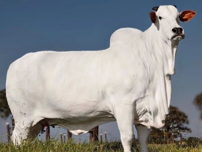 Najskuplja krava na svijetu - Nelore rasa Najskuplja krava na svijetu - Nelore rasa