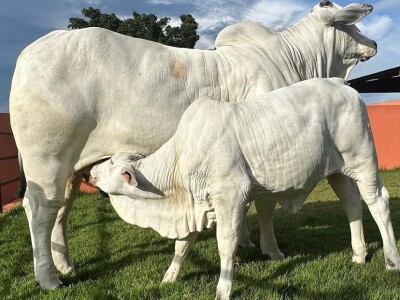 Najskuplja krava na svijetu - Nelore rasa Najskuplja krava na svijetu - Nelore rasa
