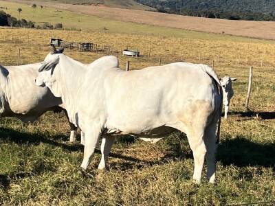 Najskuplja krava na svijetu - Nelore rasa Najskuplja krava na svijetu - Nelore rasa