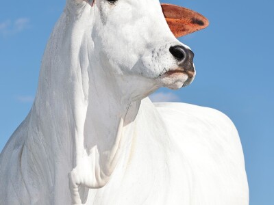 Najskuplja krava na svijetu - Nelore rasa Najskuplja krava na svijetu - Nelore rasa