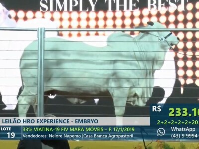 Najskuplja krava na svijetu - Nelore rasa Najskuplja krava na svijetu - Nelore rasa