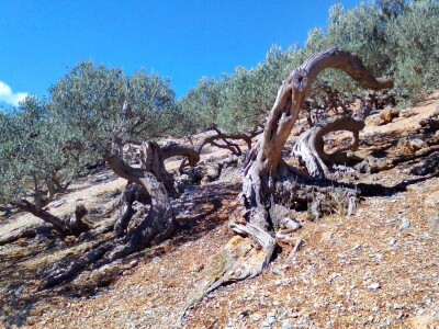 OPG Toni Gospodnetić - Pinka