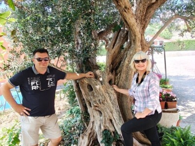 Najstarije masline rastu u Žrnovnici