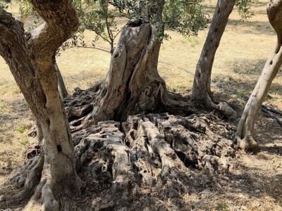 Najstarije masline rastu u Žrnovnici
