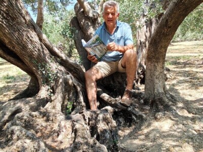 Najstarije masline rastu u Žrnovnici