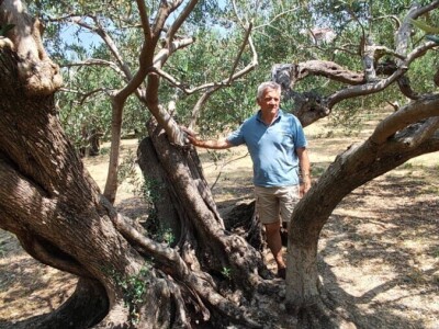 Najstarije masline rastu u Žrnovnici