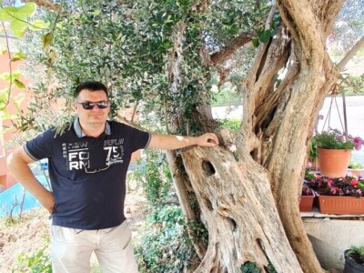 Najstarije masline rastu u Žrnovnici