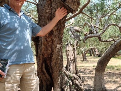 Najstarije masline rastu u Žrnovnici