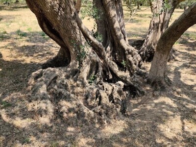 Najstarije masline rastu u Žrnovnici
