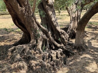 Najstarije masline rastu u Žrnovnici