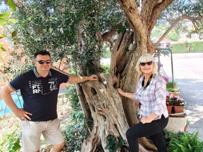 Najstarije masline rastu u Žrnovnici