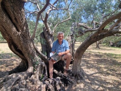 Najstarije masline rastu u Žrnovnici