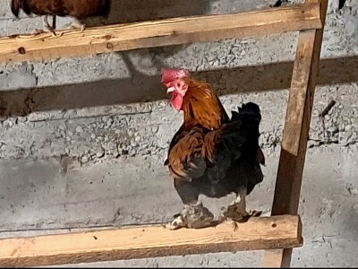 Najstariji pijetao na svijetu?