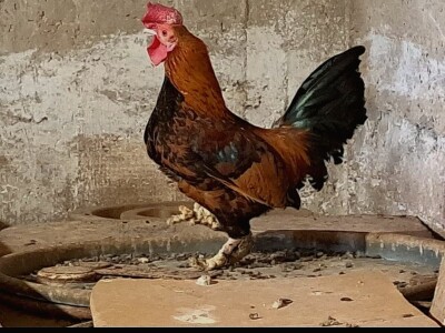 Najstariji pijetao na svijetu?