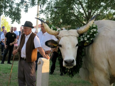 Smotra istarskih volova