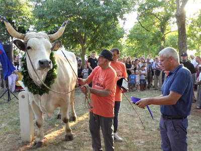 Smotra istarskih volova - Jakovlja 2021.