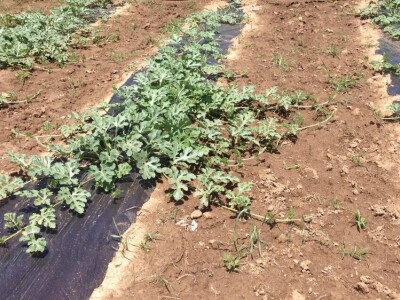 Najtraženija u Bosanskoj krajini: Čutina lubenica i u 2019.