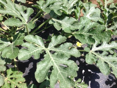 Najtraženija u Bosanskoj krajini: Čutina lubenica i u 2019.