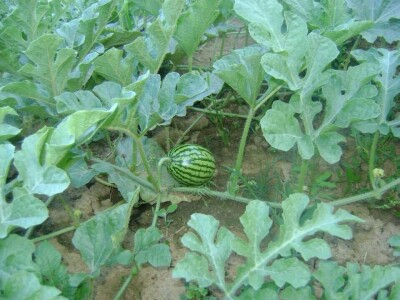 Najtraženija u Bosanskoj krajini: Čutina lubenica i u 2019.