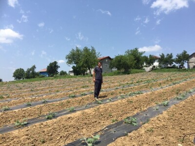 Najtraženija u Bosanskoj krajini: Čutina lubenica i u 2019.