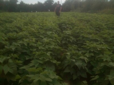 "Najvažnije je odabrati pravi tajming za sadnju i plasiranje povrća na tržište!" "Najvažnije je odabrati pravi tajming za sadnju i plasiranje povrća na tržište!"