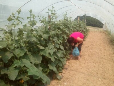 "Najvažnije je odabrati pravi tajming za sadnju i plasiranje povrća na tržište!" "Najvažnije je odabrati pravi tajming za sadnju i plasiranje povrća na tržište!"