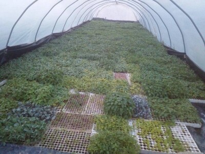 Dalibor Dijanović: Moji su odustali od mljekarstva, a ja se okrenuo povrtlarstvu Dalibor Dijanović: Moji su odustali od mljekarstva, a ja se okrenuo povrtlarstvu