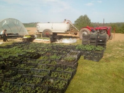 "Najvažnije je odabrati pravi tajming za sadnju i plasiranje povrća na tržište!" "Najvažnije je odabrati pravi tajming za sadnju i plasiranje povrća na tržište!"