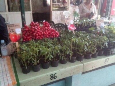 "Najvažnije je odabrati pravi tajming za sadnju i plasiranje povrća na tržište!" "Najvažnije je odabrati pravi tajming za sadnju i plasiranje povrća na tržište!"