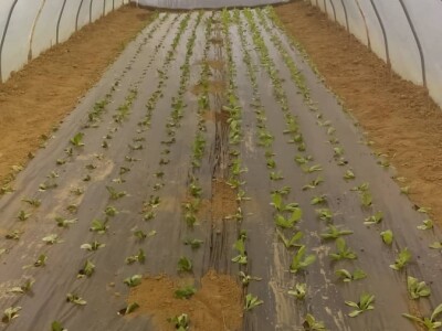 "Najvažnije je odabrati pravi tajming za sadnju i plasiranje povrća na tržište!" "Najvažnije je odabrati pravi tajming za sadnju i plasiranje povrća na tržište!"