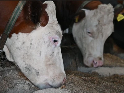 Najveća farma na području Bužima "DS&Farmer"
