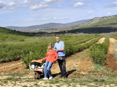 Najveća plantaža aronije u Dalmaciji