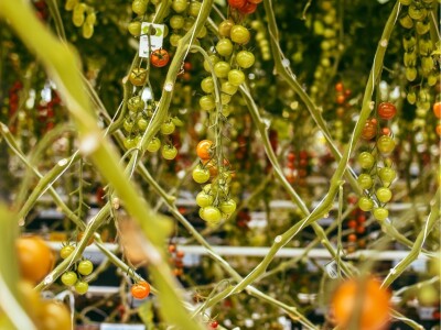 Najveći europski staklenik