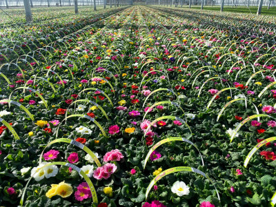 Najveći europski staklenik